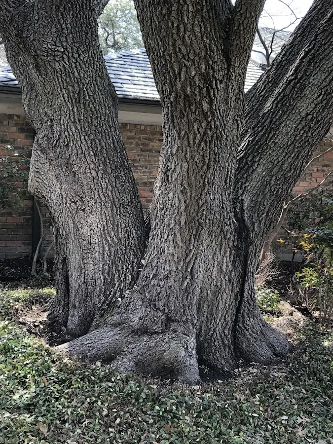 Mature heritage tree close to a Marmora property cared for by certified arborists